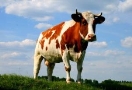 Картинки по запросу "корова""